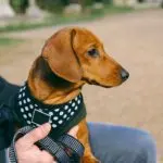 Rumors about the dangers of harnesses for dogs are greatly exaggerated.