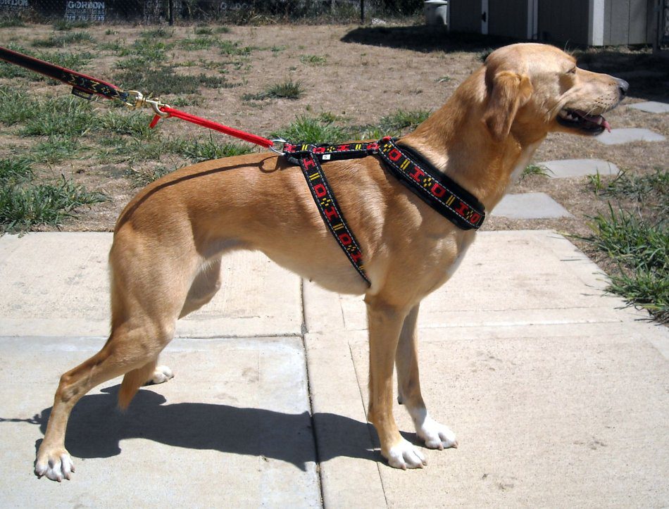 Rumors about the dangers of harnesses for dogs are greatly exaggerated.