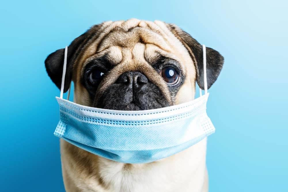 Runny nose in a dog: symptoms and treatment