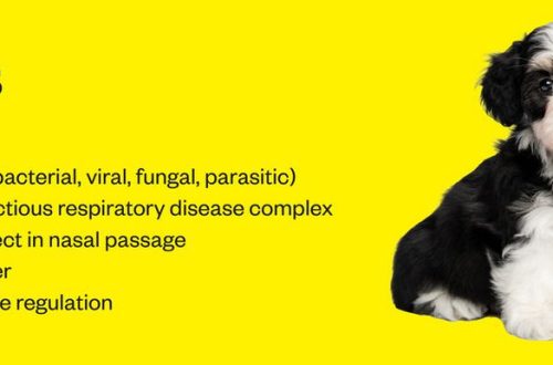 Orrfolyás egy kutyában: tünetek és kezelés