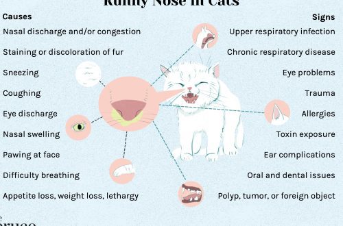 Runny nose in cats &#8211; how and how to treat snot?