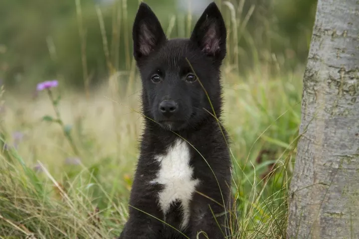 Russian-European Laika