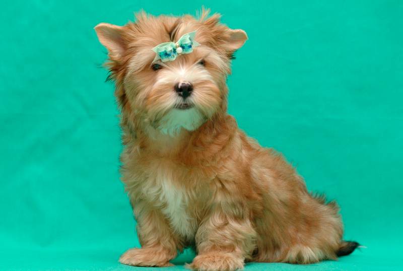 Cute Russian Salon Dog
