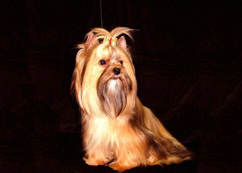 Russian Salon Dog