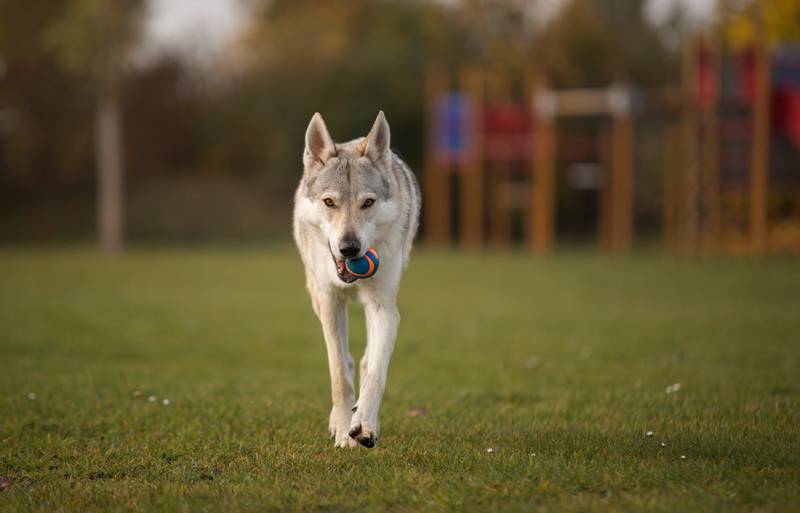 Wolfdog of Sarlos with the ball