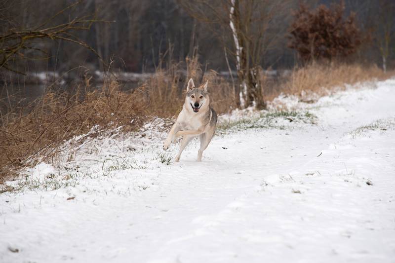 Wolfdog of Sarlos on the snow