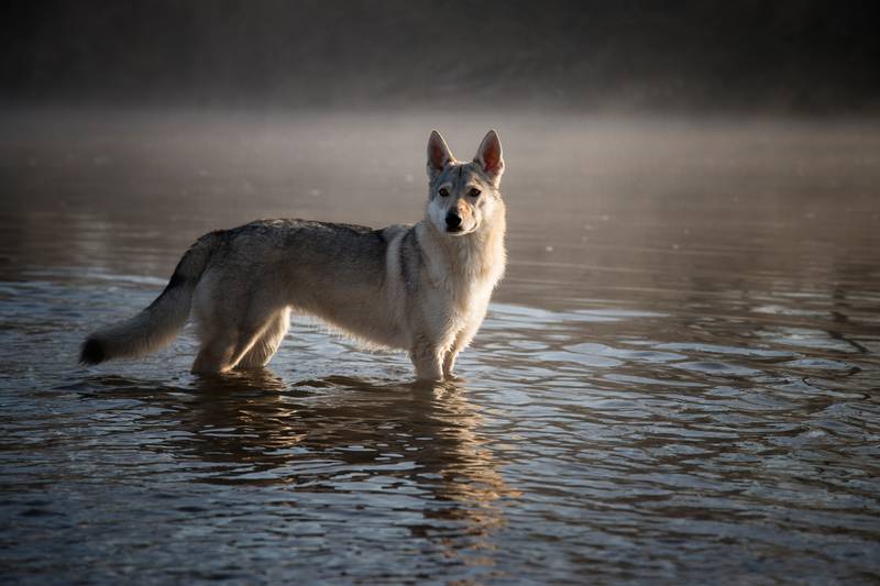 Wolfdog of Sarlos in the water