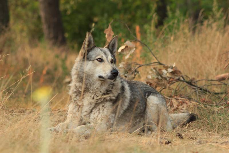 Wolfdog of Sarlos in the woods