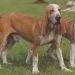 Spanish Greyhound (Galgo Español)