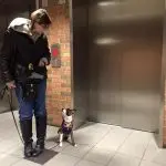 Safety precautions with a dog in the entrance and the elevator