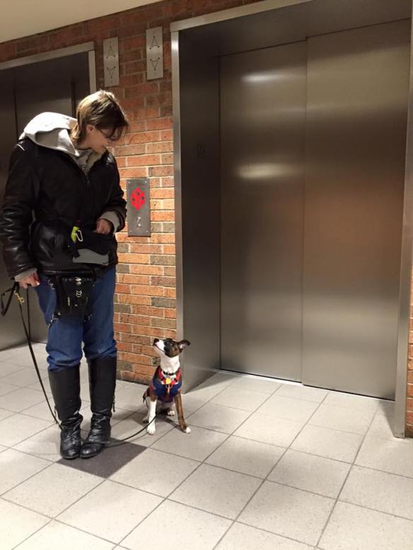 Safety precautions with a dog in the entrance and the elevator