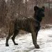 Azerbaijan wolfhound (gurdbasar)