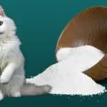 Salt in the diet of cats