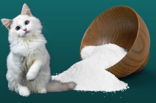 Salt in the diet of cats
