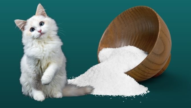 Salt in the diet of cats