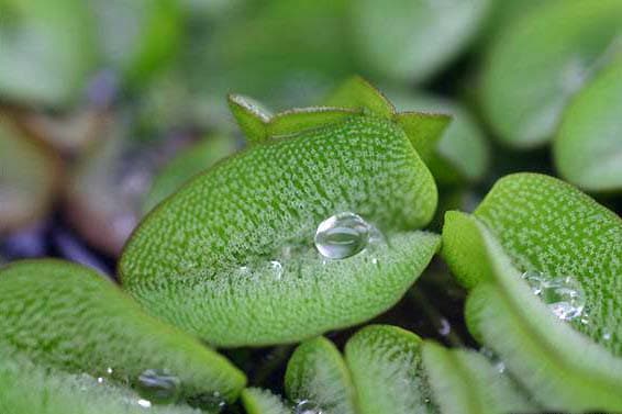 Salvinia giant