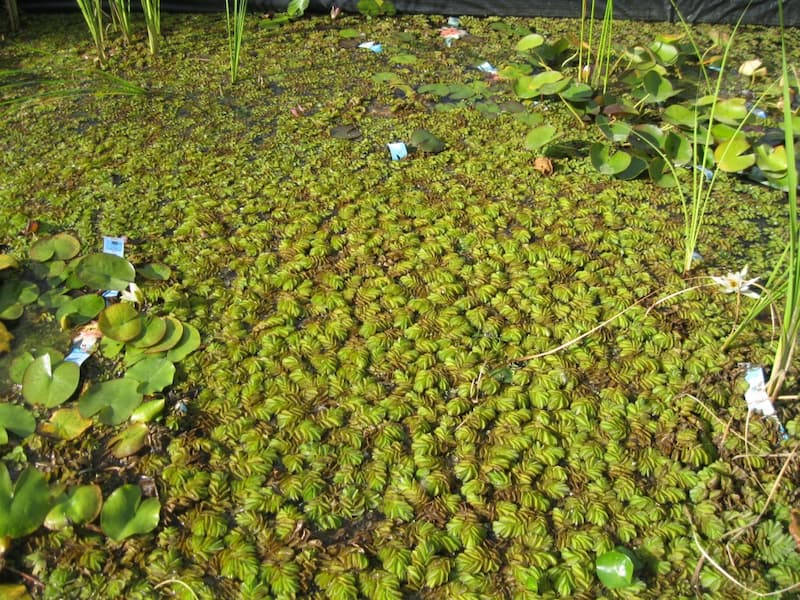 Salvinia giant