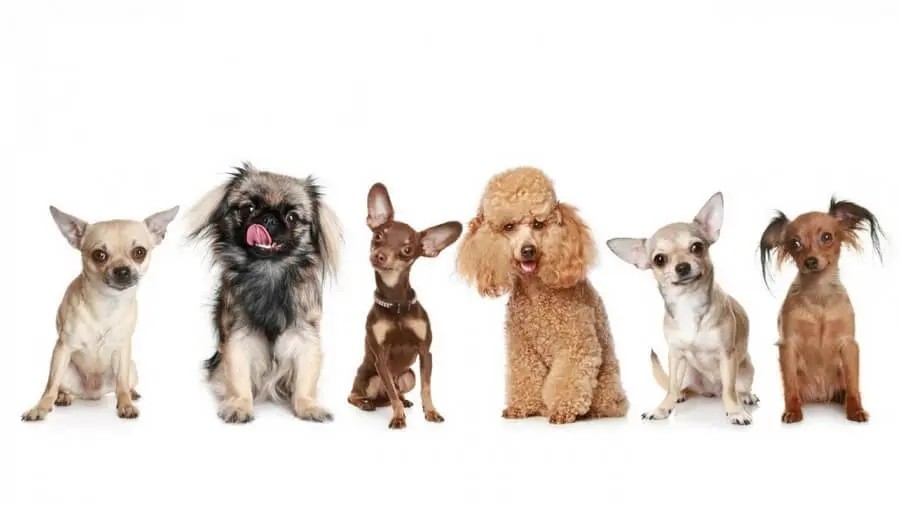 Small Dog Breeds