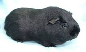 Satin guinea pig