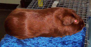 Satin guinea pig