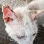 Scabies in cats