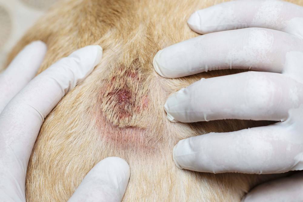 Scabies in dogs