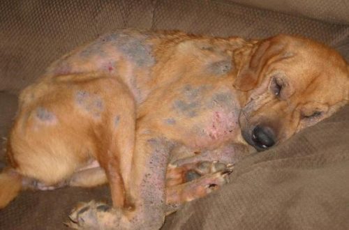 Scabies in dogs