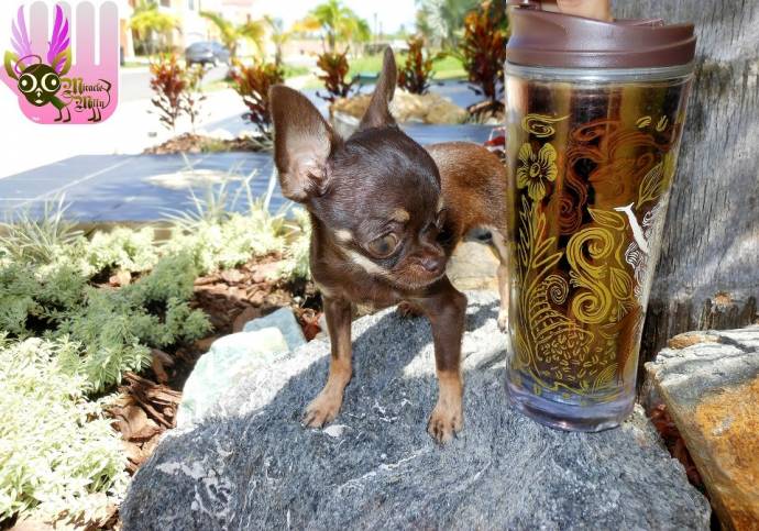 Scientists have created 49 clones of Millie the Chihuahua to understand why she is so short