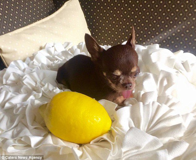 Scientists have created 49 clones of Millie the Chihuahua to understand why she is so short