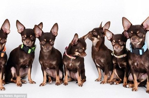 Teadlased on loonud 49 Chihuahua Millie klooni, et mõista, miks ta nii lühike on