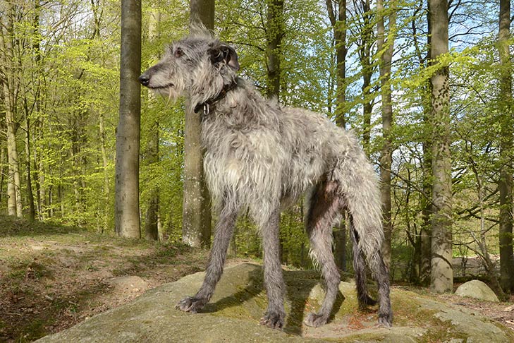 Škotski Deerhound