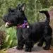 Skye Terrier