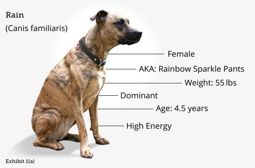 Second dog: selection rules