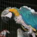 Parrot stress: causes and prevention