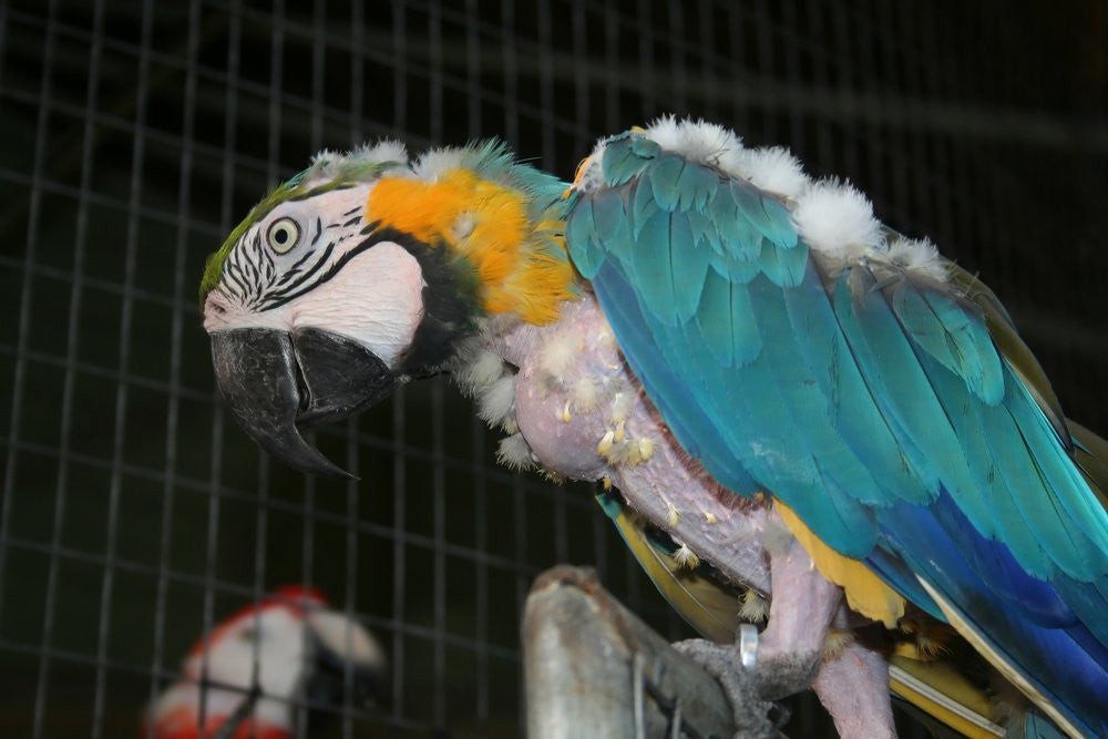 Self-plucking and eating feathers