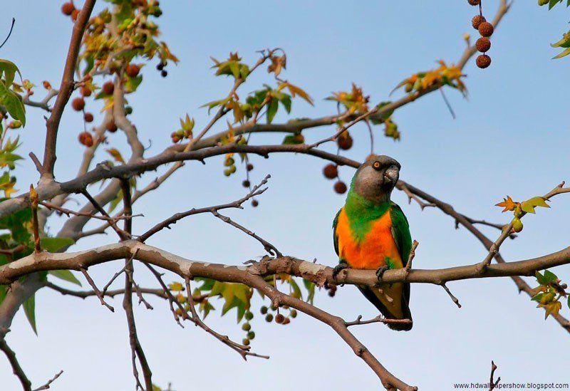 Senegal parrot (Poicephalus senegalus)