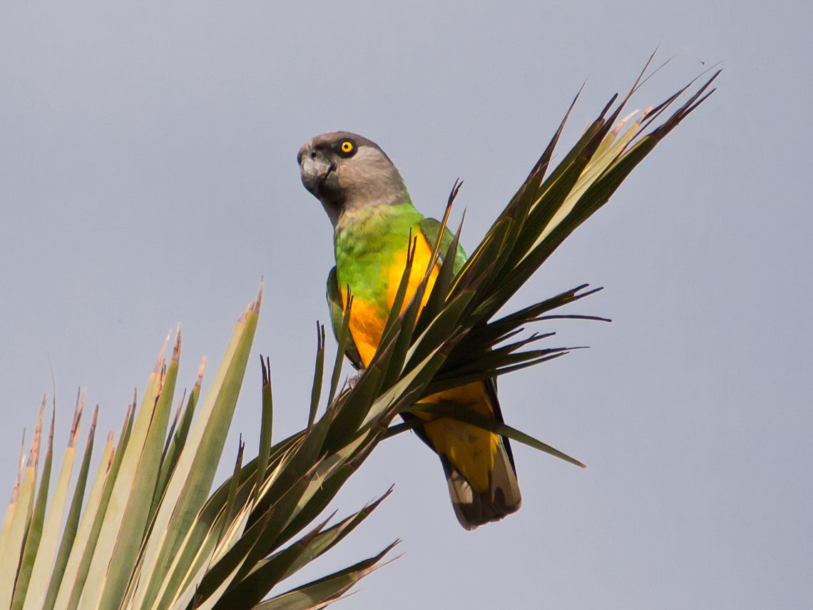 Senegal parrot (Poicephalus senegalus)