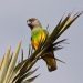 Perroquet du Congo (Poicephalus gulielmi)