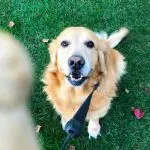 Senior dog training