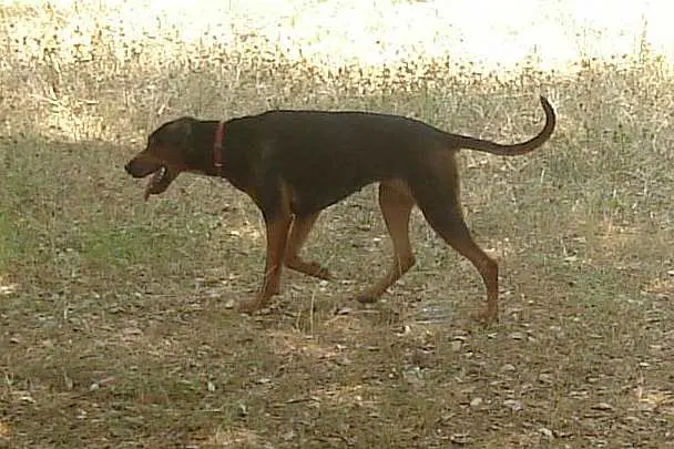 Serbian Hound