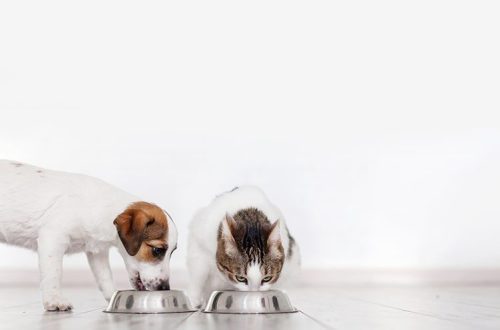 Seven facts about fiber in pet food