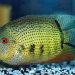 red-spotted cichlid