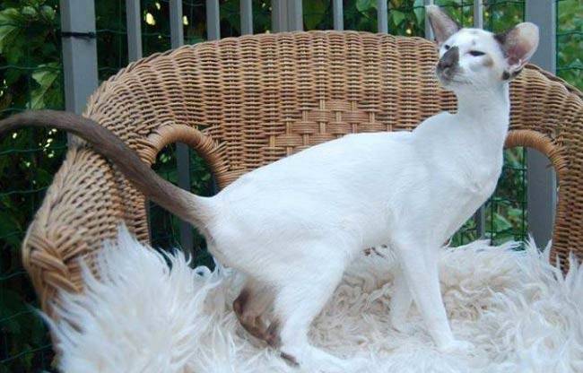 Seychellois Cat