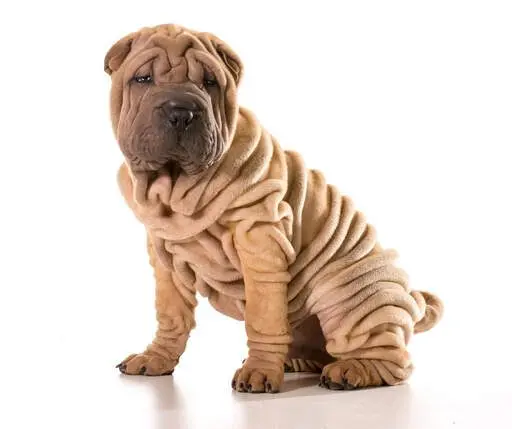 Shar Pei