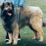 Sharplanin Shepherd Dog (Šarplaninac)