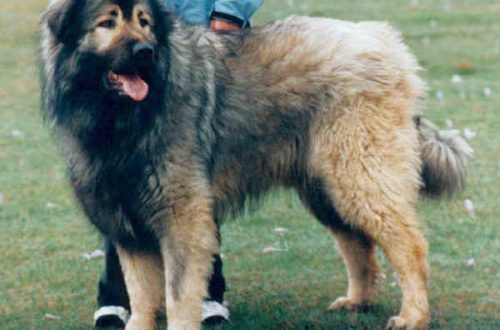 Sharplanin Shepherd Dog (Šarplaninac)