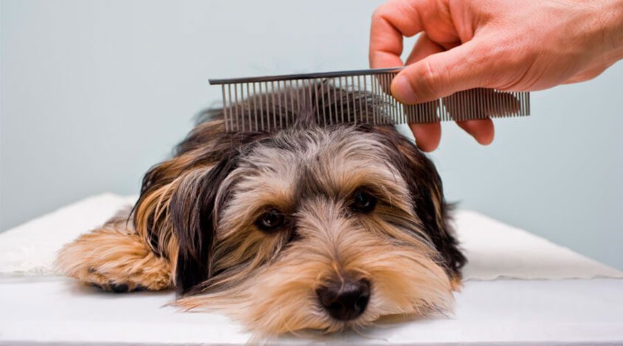 Shaving dogs in the heat: pros and cons