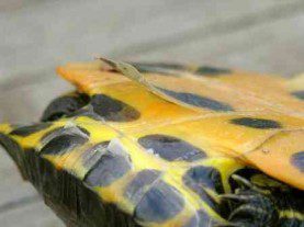Shedding, cleaning and caring for a tortoise shell