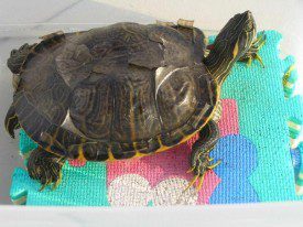 Shedding, cleaning and caring for a tortoise shell