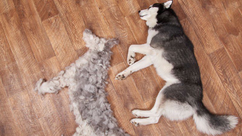 Shedding in dogs &#8211; time, how long it lasts, tips and tricks